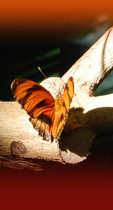 shalom vlinder verloop